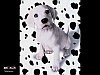102 Dalmation